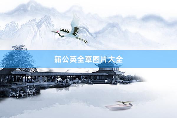 蒲公英全草图片大全